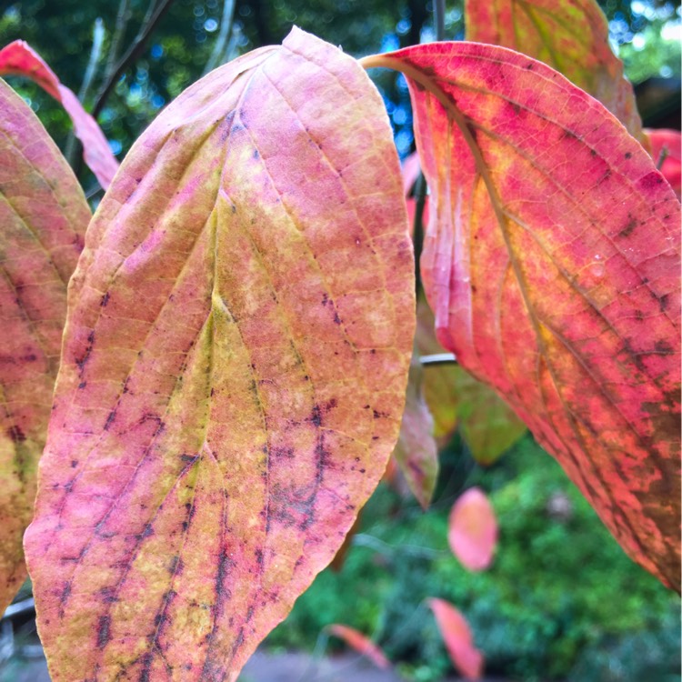 Plant image Cornus florida Cherokee 'Sunset'