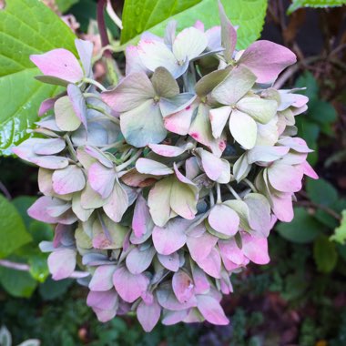 Hydrangea