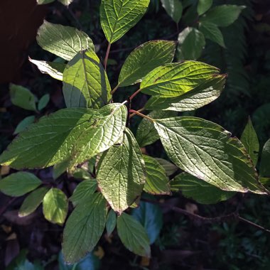 Cornus alba 'Kesselringii'