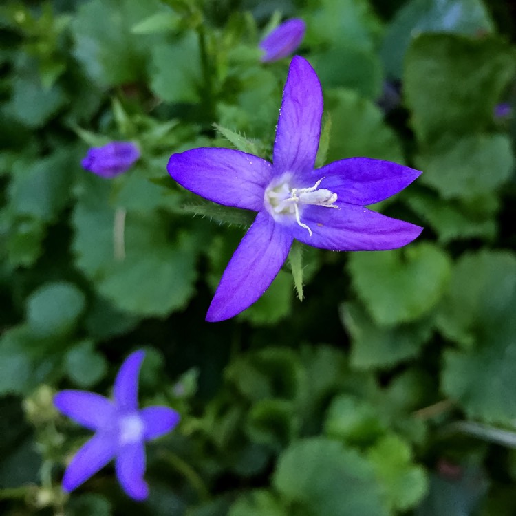 Plant image Campanula poscharskyana 'Blue Bell'