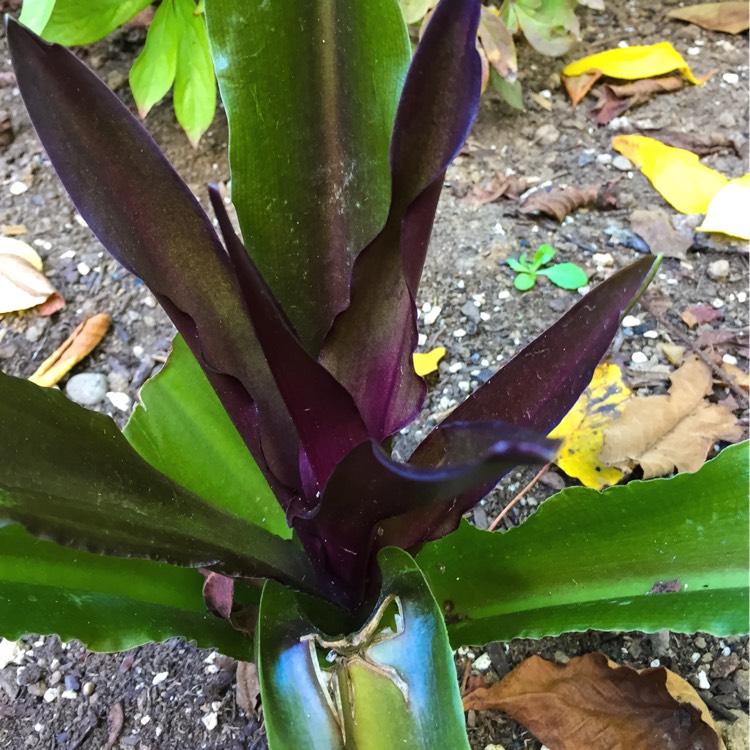 Plant image Eucomis comosa 'Sparkling Burgundy'