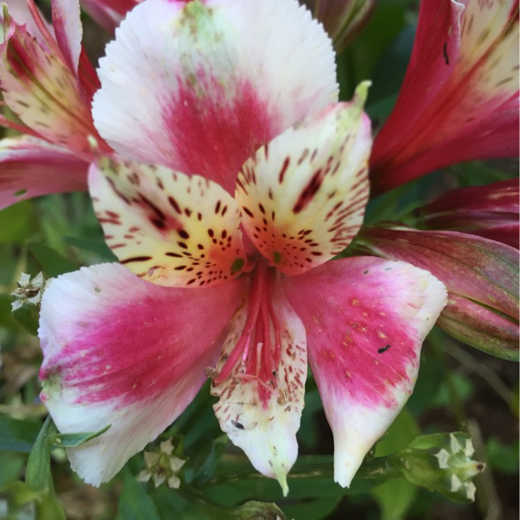 Plant image Alstroemeria 'Koncasweet' (Inca Series) syn. Alstroemeria 'Inca Sweety'