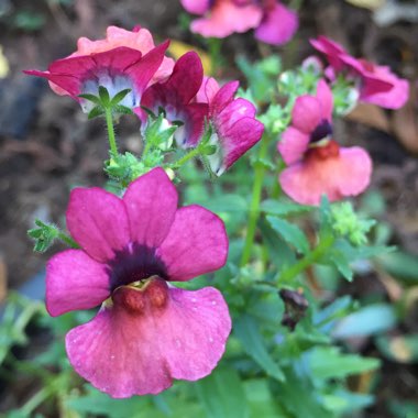 Nemesia fruticans 'Nesia Dark Magenta'