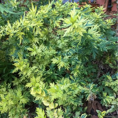 Artemisia 'Oriental Limelight'; syn. Artemisia vulgaris 'Limelight';Artemisia vulgaris 'Oriental Limelight'