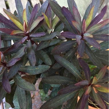 Euphorbia x martini 'Nothowlee' syn. Euphorbia x martini 'Blackbird'