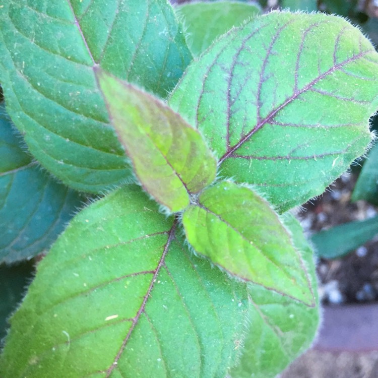 Plant image Monarda bradburiana