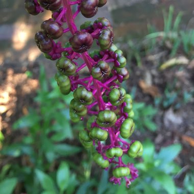 Phytolacca americana