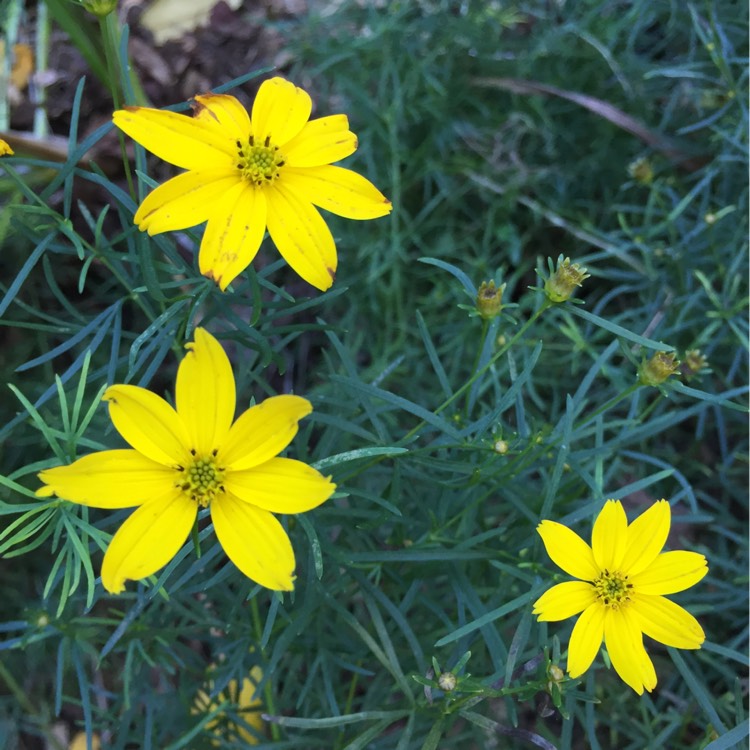 Plant image Coreopsis verticillata 'Zagreb'