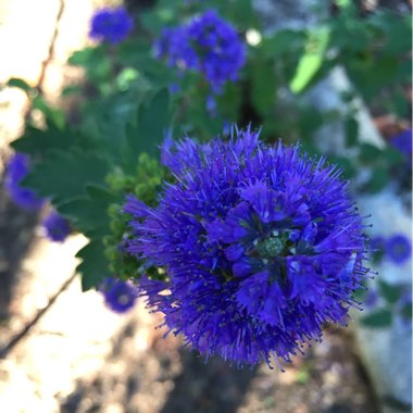 Caryopteris incana 'Dark Blue Form'