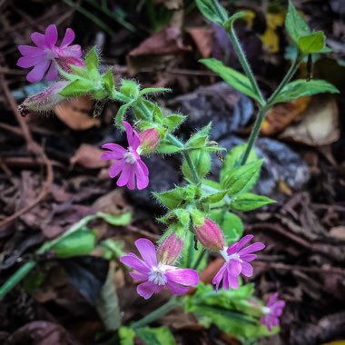 Silene dioica 'Clifford Moor'