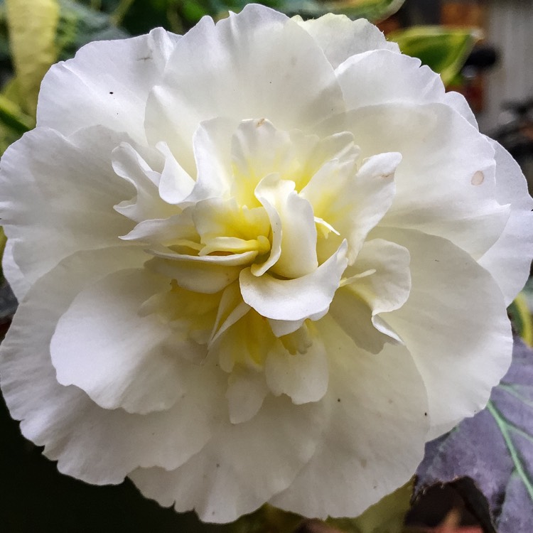 Plant image Begonia 'Nonstop Mix' (Nonstop Series)