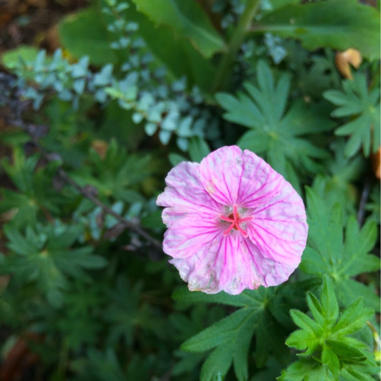 Plant image Geranium sanguineum