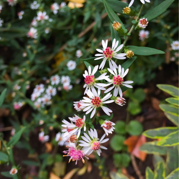 Plant image Aster lateriflorus 'Horizontalis'