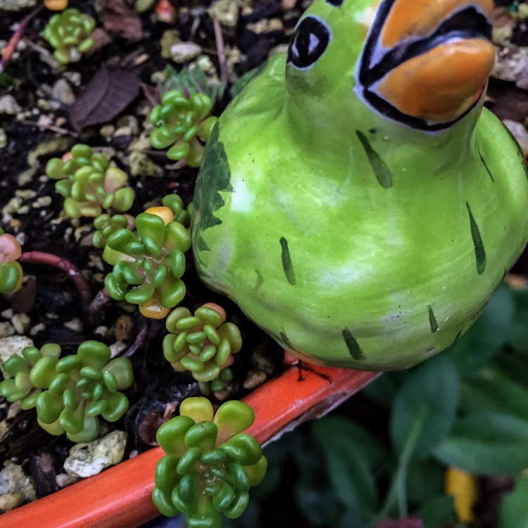 Plant image Sedum 'Oreganum'