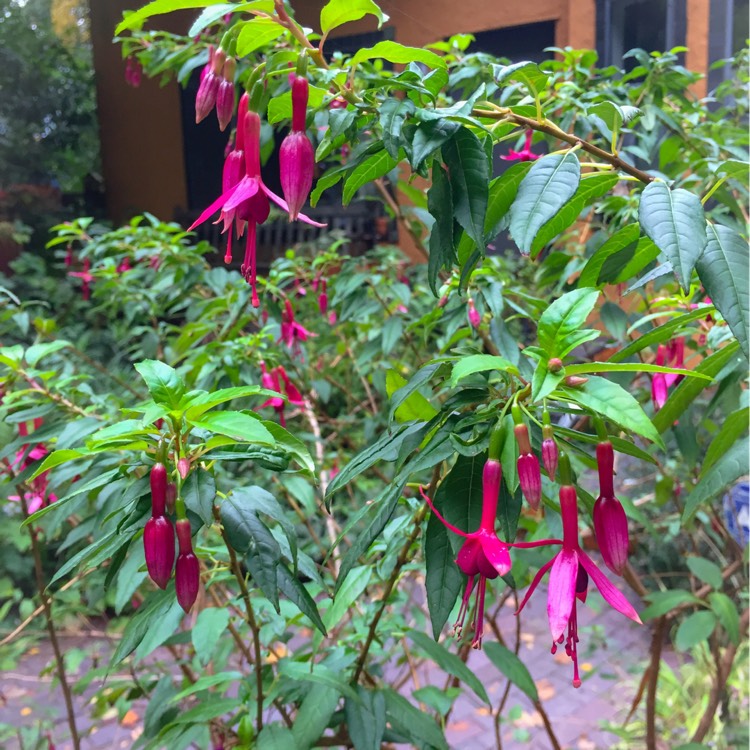 Plant image Fuchsia 'Whiteknight's Amethyst'