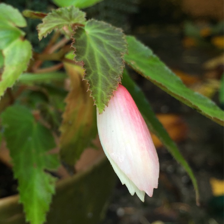 Plant image Begonia 'Yagance' (Million Kisses Series) syn. Begonia 'Million Kisses Elegance'