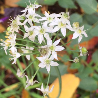 Allium tuberosum