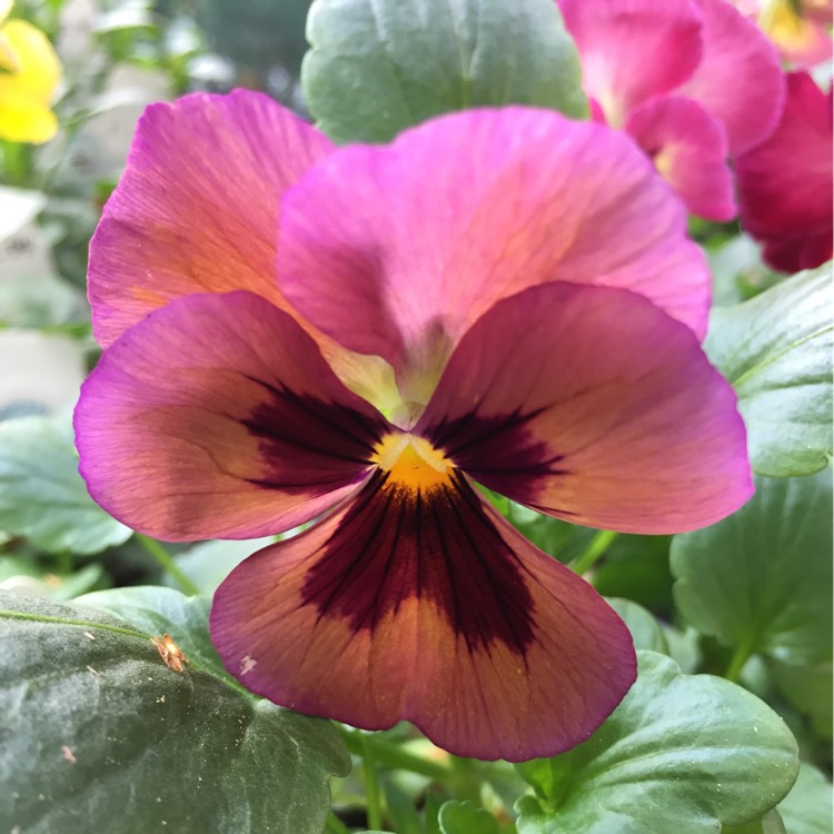 Viola x wittrockiana 'Dynamite Wine Flash, Pansy 'Dynamite Wine Flash ...