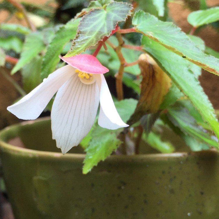 Plant image Begonia 'Yagance' (Million Kisses Series) syn. Begonia 'Million Kisses Elegance'