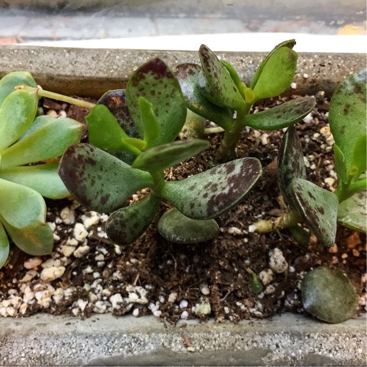 Plant image Adromischus maculatus syn. Cotyledon rupicola ; Cotyledon maculatus