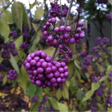 Callicarpa bodinieri var giraldii 'Profusion' syn. Callicarpa bodinieri 'Profusion'