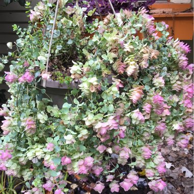 Origanum Rotundifolium 'Kent Beauty'