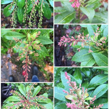 Pieris 'Forest Flame' syn. Pieris floribunda 'Forest Flame'