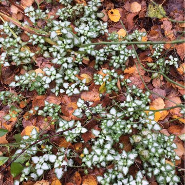 Lamium 'Maculatum' Beacon Silver'