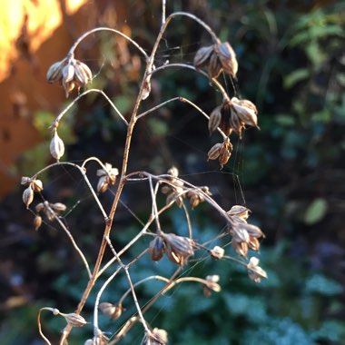 Thalictrum Rochebrunianum