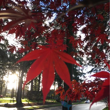 Acer palmatum