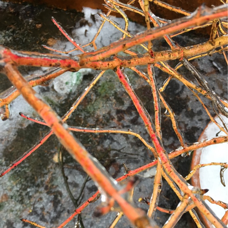 Plant image Cornus sanguinea 'Anny's Winter Orange'