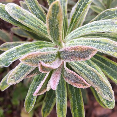 Euphorbia x martini 'Ascot Rainbow'