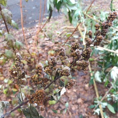 Spiraea douglasii