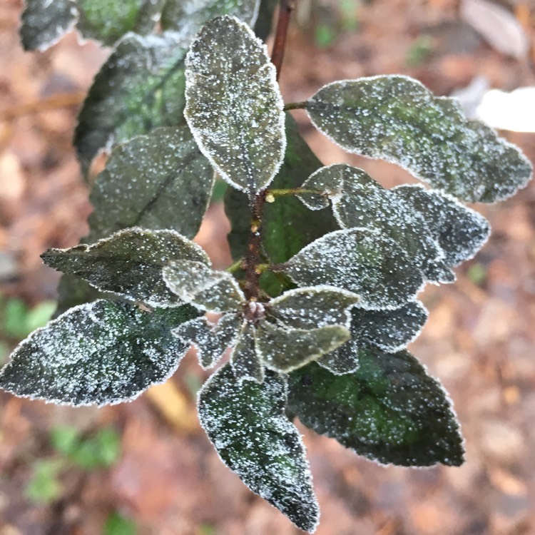 Plant image Spiraea douglasii