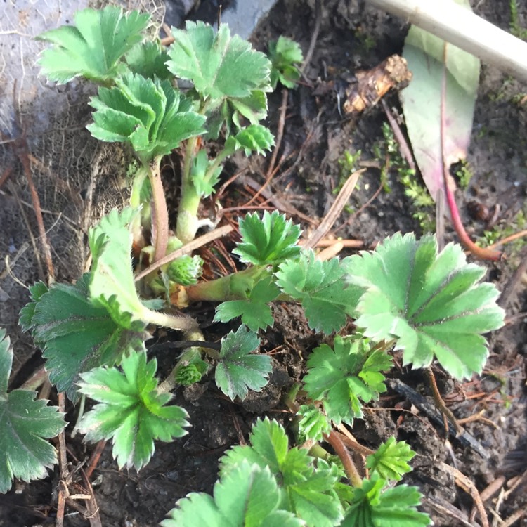 Plant image Alchemilla erythropoda