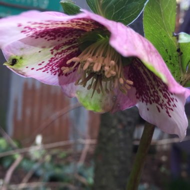 Helleborus x hybridus 'Pink Lady Spotted' (Lady Series)