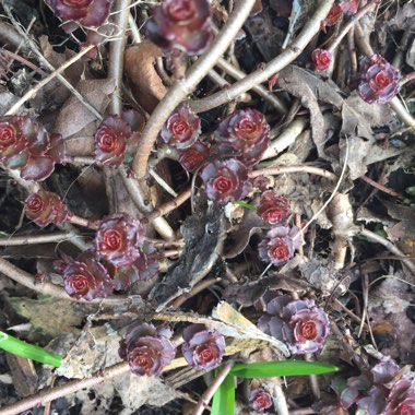 Sedum Spurium 'Red Carpet'