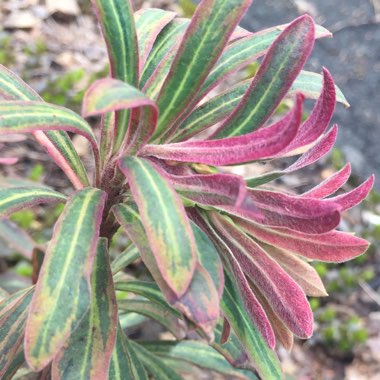 Euphorbia x martini 'Ascot Rainbow'