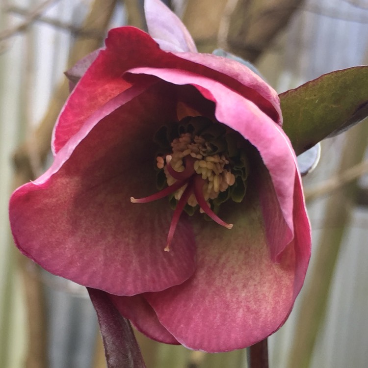 Plant image Helleborus x hybridus 'Blue Lady' (Lady Series)