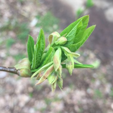 Oemleria cerasiformis