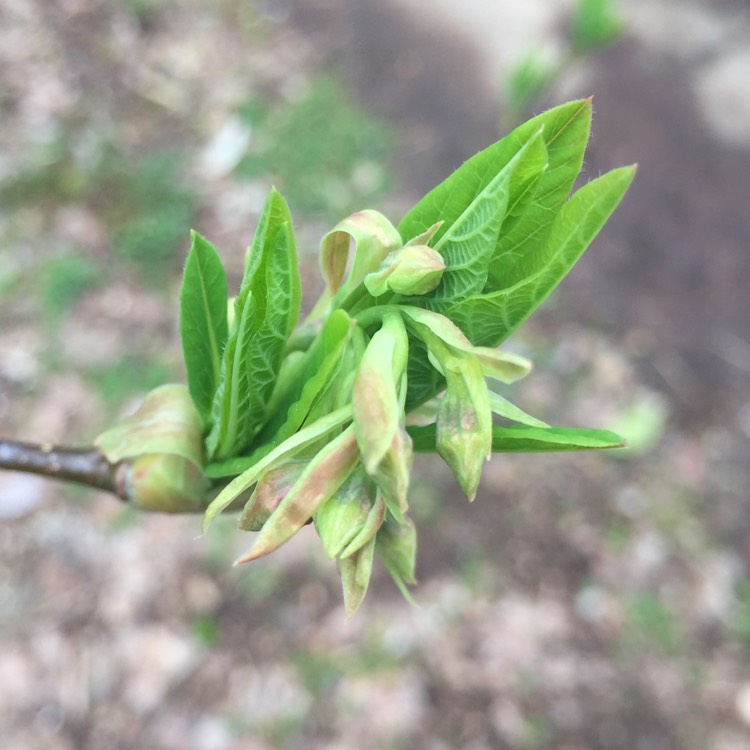 Plant image Oemleria cerasiformis