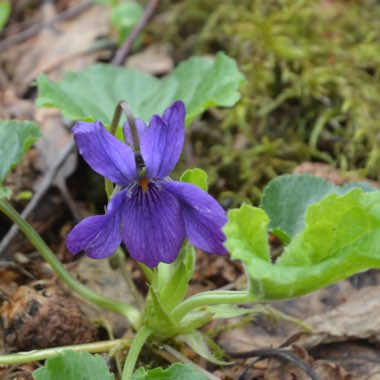 Viola odorata