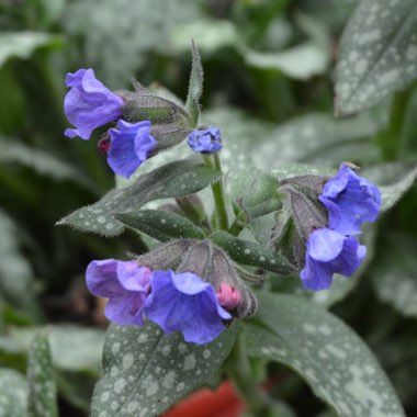 Pulmonaria saccharata