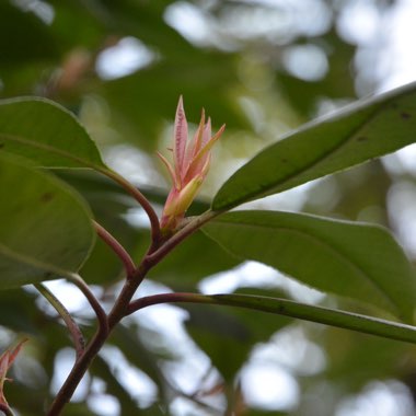 Photinia davidiana