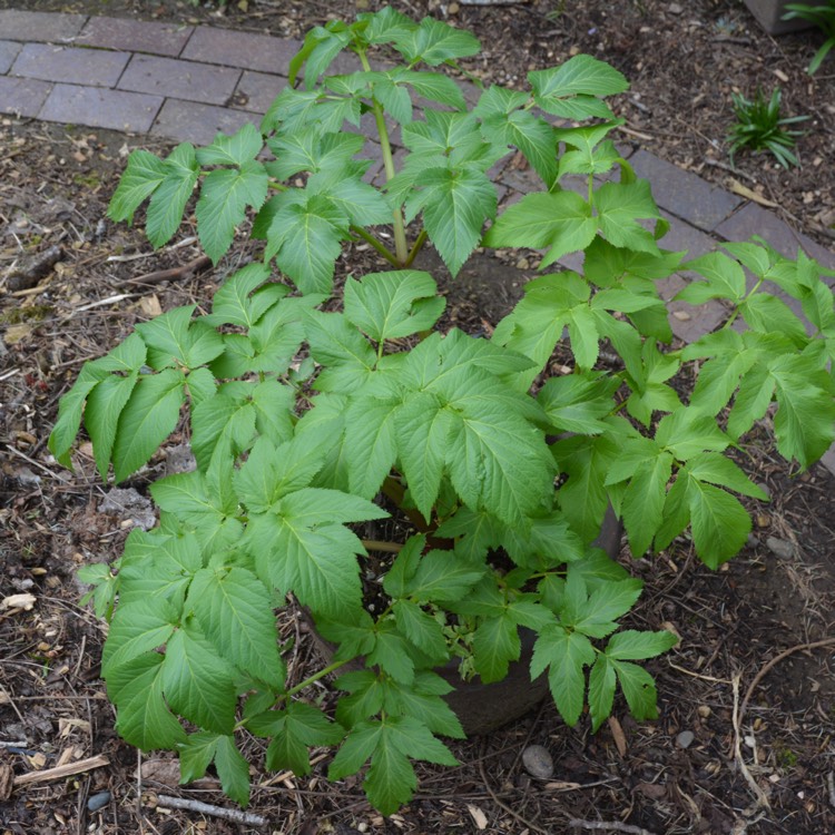 Plant image Angelica Gigas