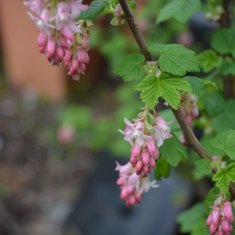 Plant image Ribes sanguineum var. glutinosum