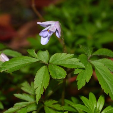 Anemone nemorosa