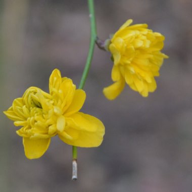 Kerria japonica 'Pleniflora'