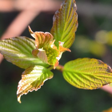 Cornus alba 'Kesselringii'