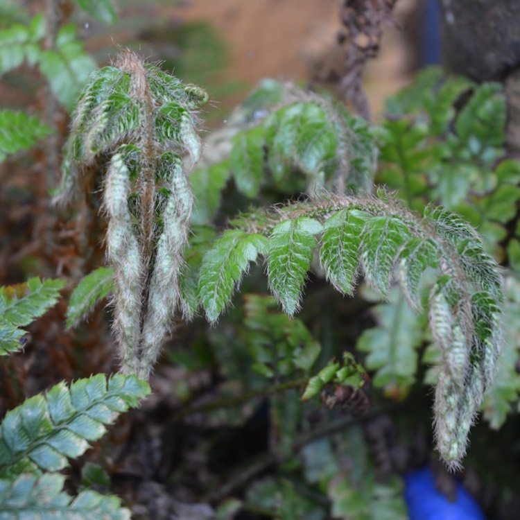 Plant image Polystichum setiferum 'Divisilobum'